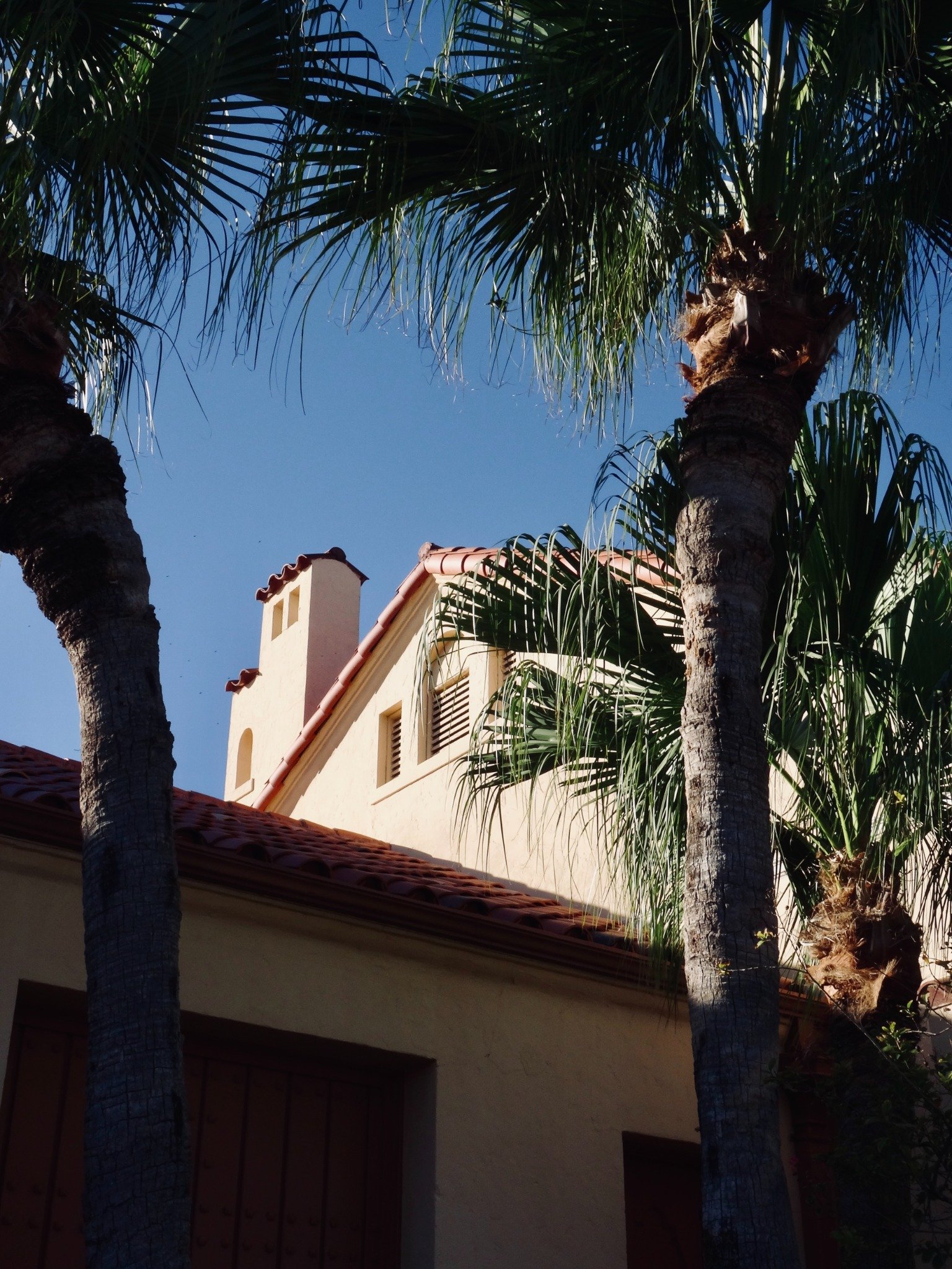 Palm trees framing South Texas architecture